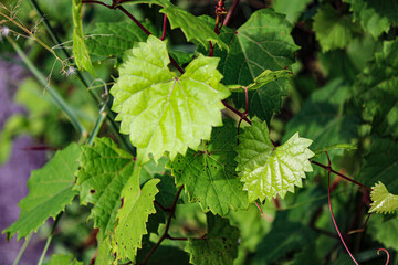 vine leaves
