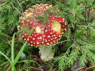 Angefressener Fliegenpilz im Fichtenwald, heimischer Giftpilz im Herbstlichen Wald, Flora und Fauna, Naturschutz in der Region