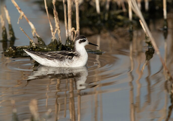 Red-necked phalarope swimming with reflection on water at Asker Marsh, Bahrain