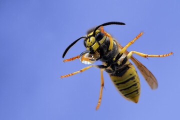 Close-up of a wasp isolated on blue background.