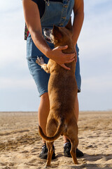 Mascota o perro con una mujer que es su dueña y amiga en la arena de la playa