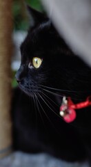 Black cat
