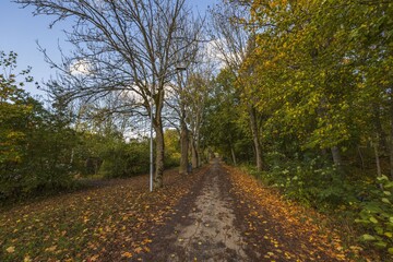 Naklejka premium Amazing beauty on road in autumn forest on blue sky with white clouds. Beautiful autumn nature backgrounds.