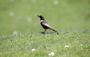 Ring Ouzel at grass catching some insect