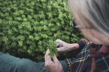 Close-up view of a senior grey haired woman holding a small bunch of green clovers sitting in the middle of the green lawn. Active elderly retired people