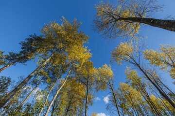 Obraz premium Beautiful view of over autumn colorful tree tops on blue sky background. Gorgeous nature background.