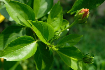 Organge hibiscus flower bud in bright sun light