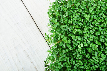 Microgreen broccoli. Concept of home gardening and growing greenery indoors
