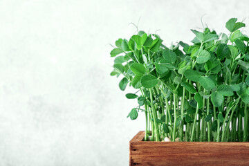 Microgreen peas in wooden box . Concept of home gardening and growing greenery indoors