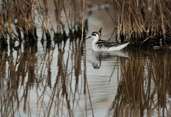 Red-necked phalarope in its habitat with dramtic reflection at Asker Marsh, Bahrain