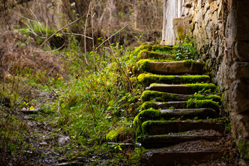 Old stone stairs taken over by nature