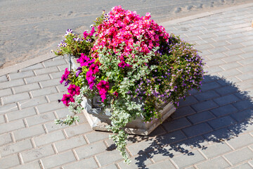 Fototapeta na wymiar Decorative flowers at the city street in summer