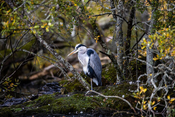 Heron on the river bank