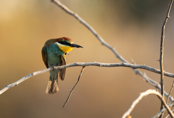 European bee-eater perched on a branch, Bahrain