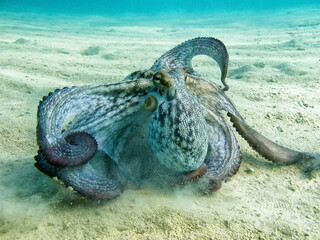 Il polpo (Octopus vulgaris Cuvier, 1797) o polpo è un cefalopode della famiglia Octopodidae in mare