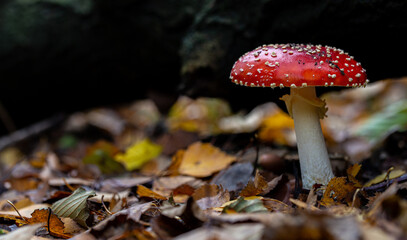 close up of fly mushroom in autumn forest