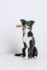 Studio portrait of a clean dog border collie sitting and holding hairbrush in its mouth isolated on white background. Brushing, grooming and pet care. Dog spa.