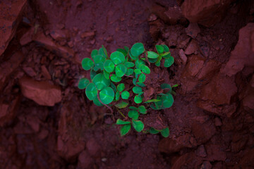 Picture of green clovers on a red background