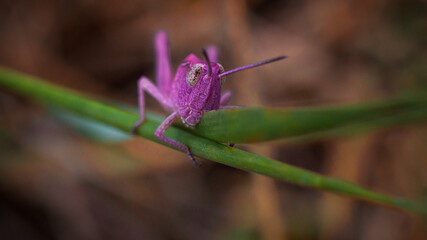 Pink grasshopper eating green grass
