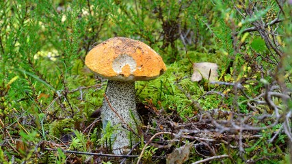 mushroom in forest