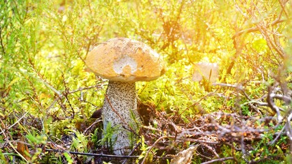 mushroom in forest