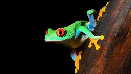 Fototapete Rund red-eye tree frog  Agalychnis callidryas © Alex Stemmer