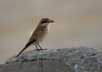 Isaballine shrike perhed on cemented block , Bahrain