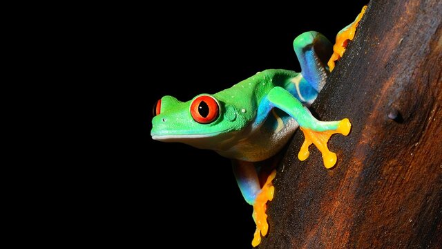 Fototapeta red-eye tree frog  Agalychnis callidryas