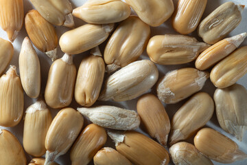 Peeled sunflower seeds on a white background. Isolate A handful of seeds close-up. Macro.