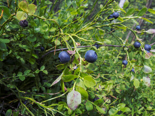 large blueberries in the woods in July