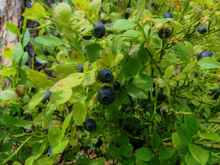large blueberries in the woods in July