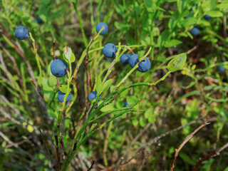 large blueberries in the woods in July