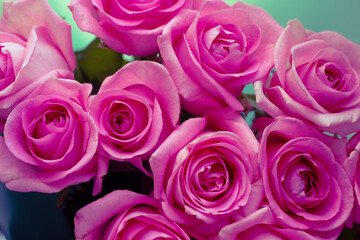 bright pink roses, background for design, template for text.