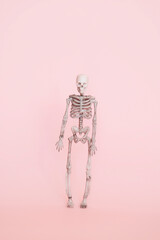 human skeleton isolated on a soft pink background