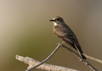 Spotted Flycatcher perched on a twig at Asker marsh