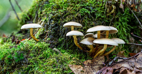 close up of mushroom in the autumn forest