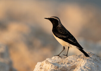 Pied wheatear perched on limestone rock at Busaiteen coast of  Bahrain