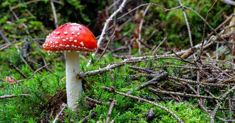 close up of fly mushroom in autumn forest