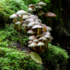 close up of mushrooms in the autumn forest © agrus