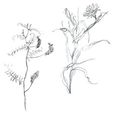 Illustration pencil, set. Drawing of leaves and branches of plants. Freehand drawing on a white background.