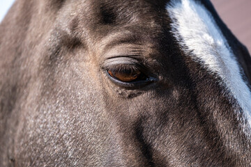 eye of a horse