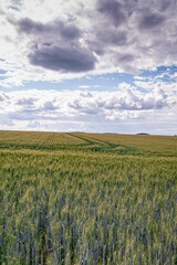 field of wheat and sky