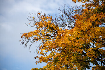 Leaves on the trees in fall