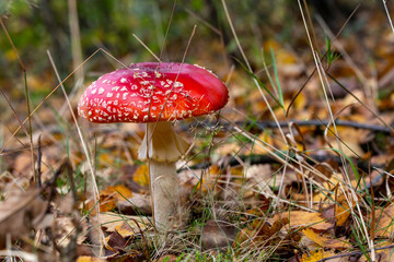 close up of fly mushroom in autumn forest