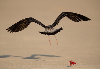 Juvenile Lesser Black-backed Gull dropping a cloth,  Bahrain