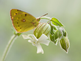 A wonderful Colias hyale sits on a summer day on a white field flower