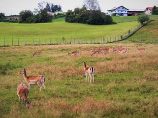 Beautiful gazelle in nature 