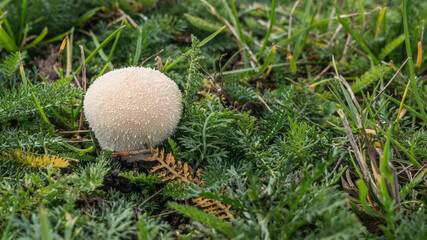 Spiky (thorny) white round fungus