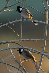 A pair of White-cheeked bulbul on acacia tree in the morning hours, Bahrain