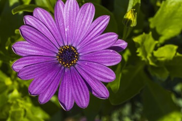 Gorgeous close up macro view of pink african daisy  flower  on green background. Beautiful nature backgrounds.